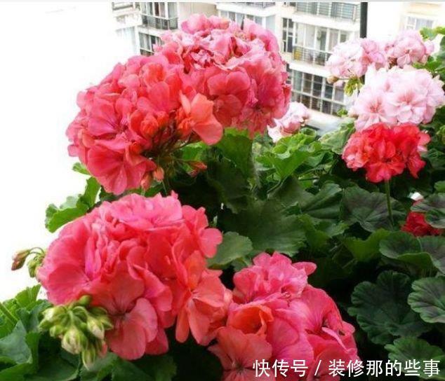 5种花是爆盆“能手”,开起花来“拦”不住,花期长,家中必备!