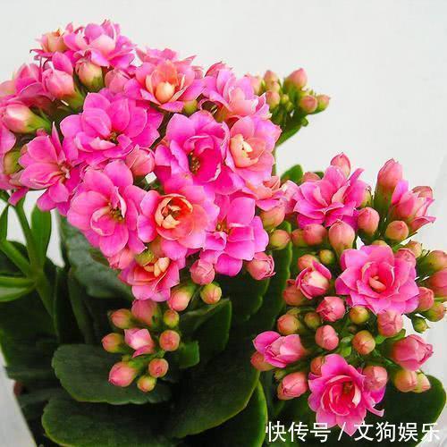 长寿花如何扦插,扦插长寿花需要注意什么