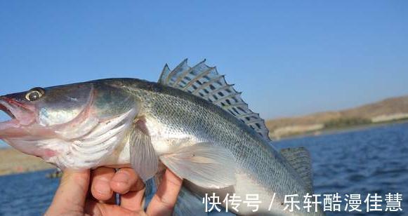 买鲈鱼时,别捡大的买,认准这4种,肉细嫩味道鲜,都是品质好鱼