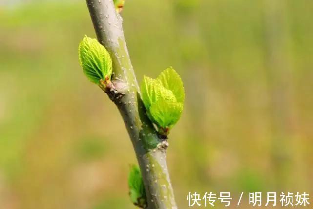 实用中医风湿病学|有一种树枝,是颈椎病“死敌”!这就是中国人的智慧