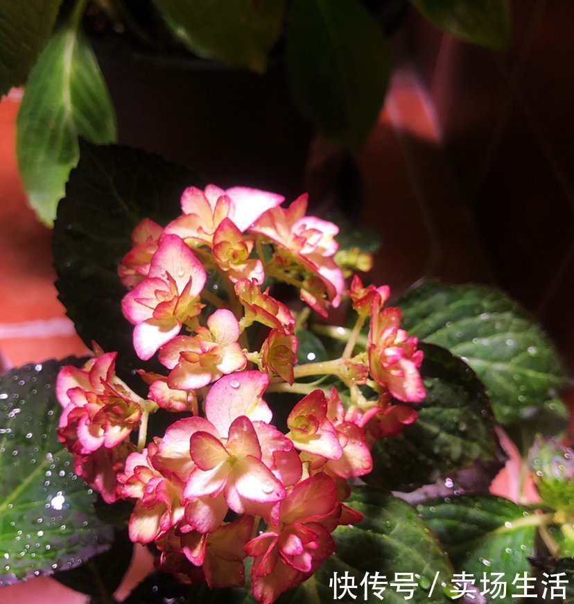 养花|养花浇水,这4个错别犯,否则养啥花都黄叶、烂根,学会一生受用