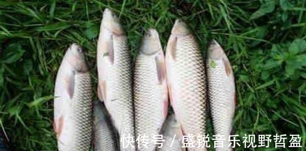 神经素|钓草鱼什么时间段好上鱼?选什么钓位好?