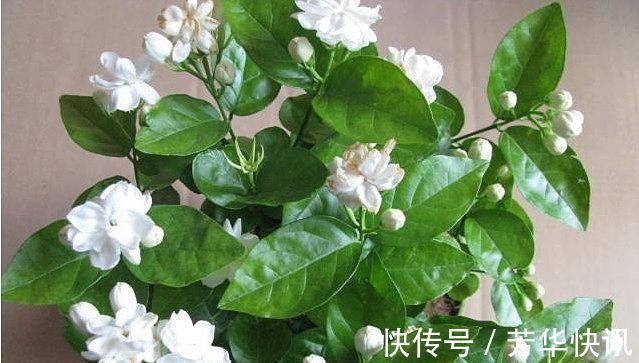 九里香|被称醋坛子的3种花,浇水时加点醋,花苞不断冒