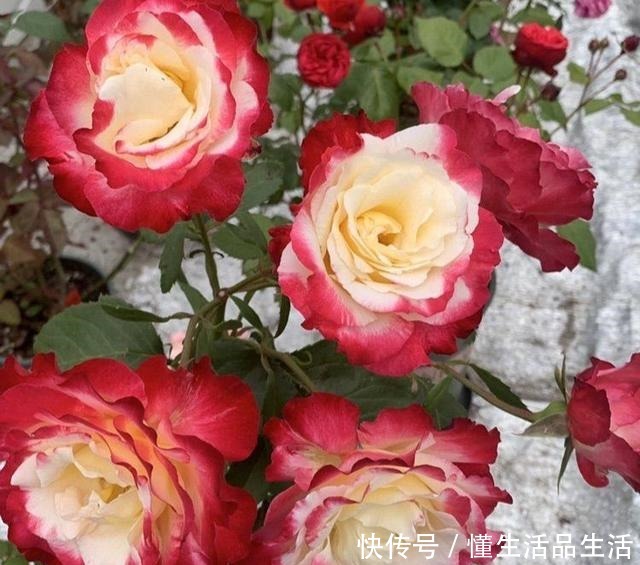 少喝两瓶酒,阳台上此花也要栽2株,好养易活,颜值不输牡丹!