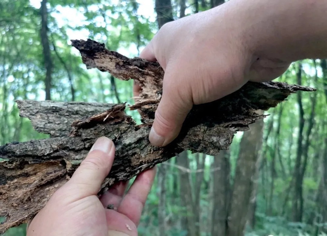 松树皮|比松树皮更好的兰花植料,生根快、发芽壮,更适合兰菌滋生