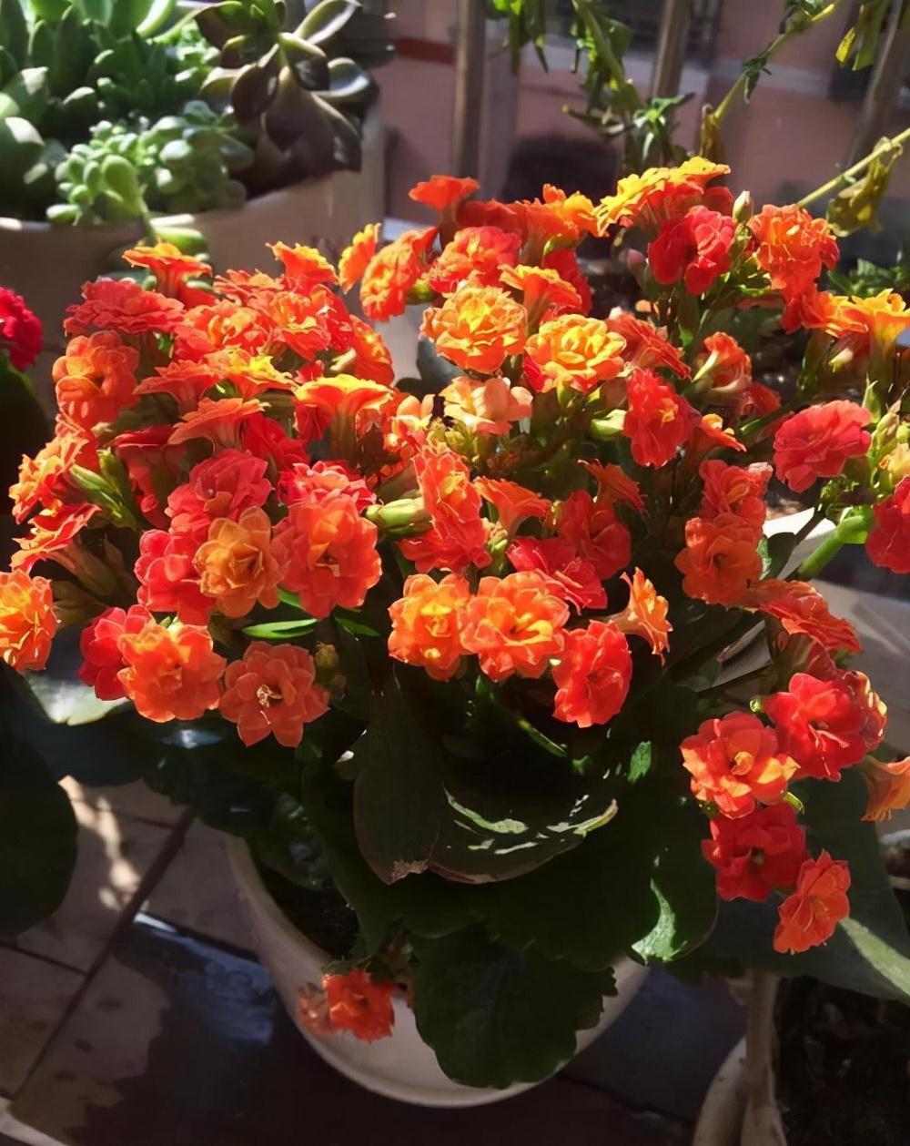 五种“旺宅花”，适合养客厅，一种比一种好养，一个比一个好看