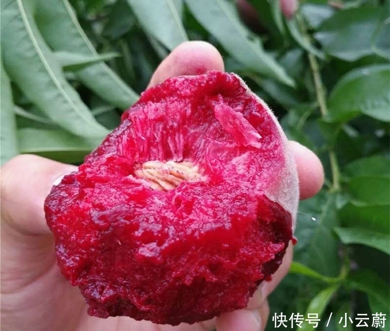 吃不完|阳台不要再浪费,聪明人此样做,绿色健康,吃不完还可以卖