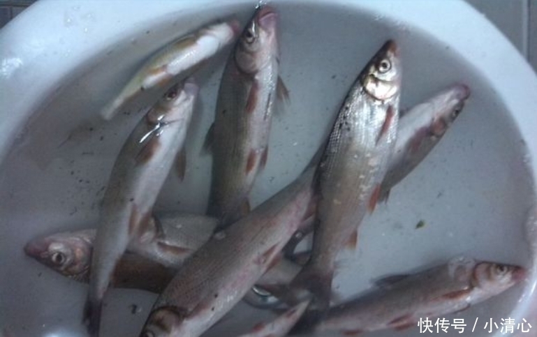 小鱼|这是淡水中最难吃的鱼,买一斤送两斤,常年在河道泛滥