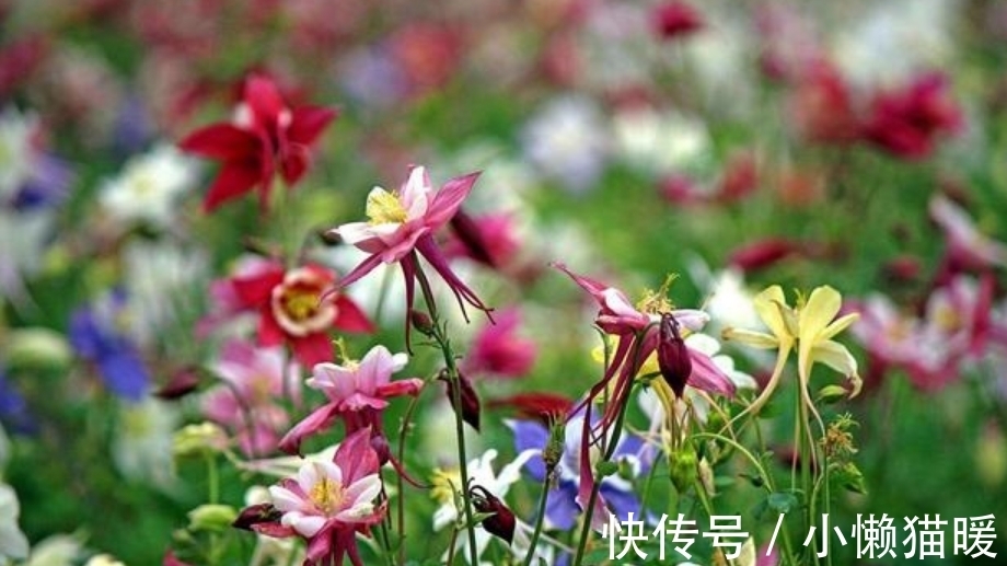 夏天|夏天养花,不妨养这3款花,一盆千百朵,枝头花苞满