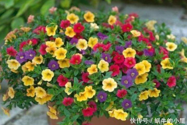 漂亮|此花超漂亮,沾土就活,花朵迷人,阵阵花香,花朵大