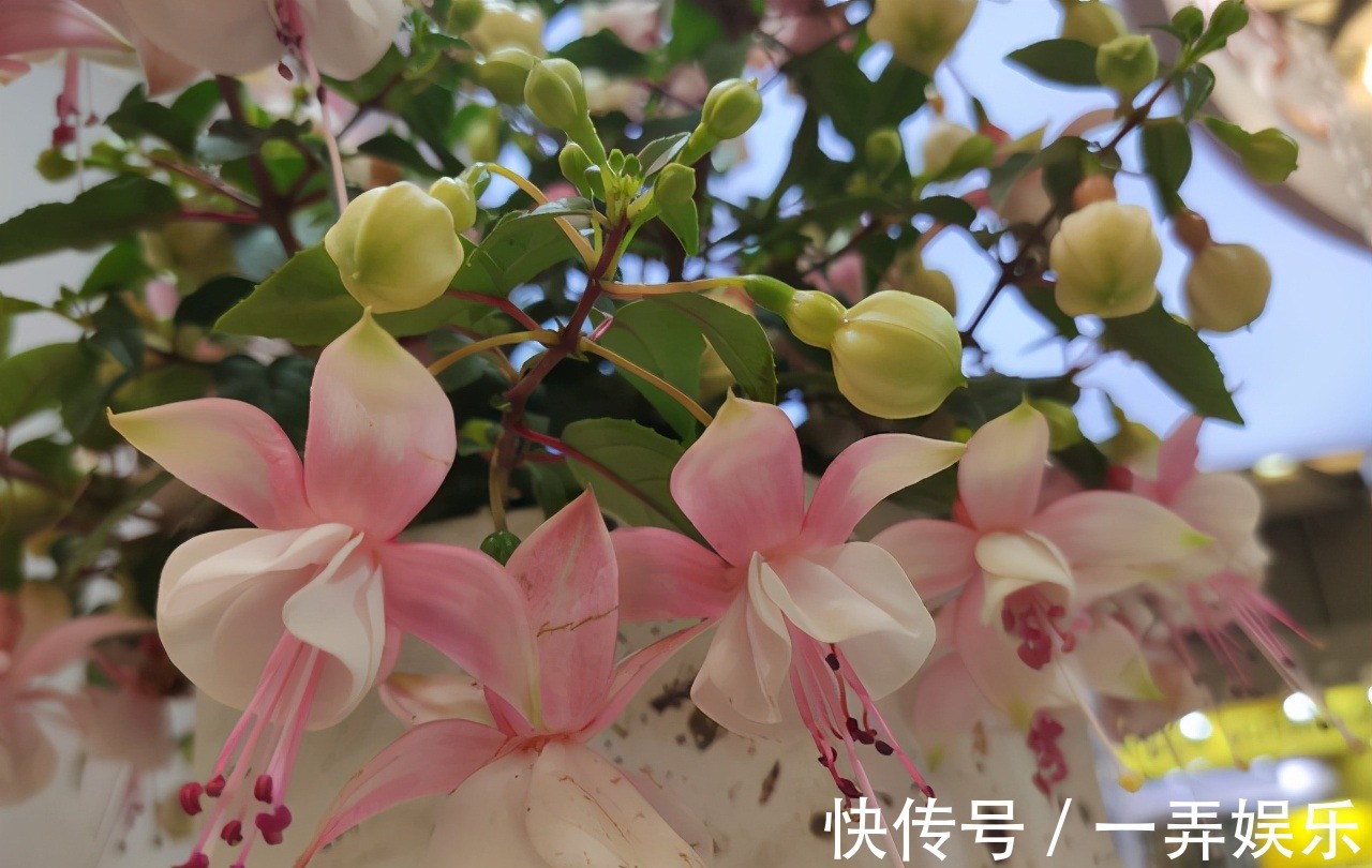 被名字耽误的“三种花”，名字虽土颜值高，关键是高温夏季也勤花