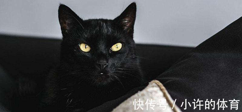 黑猫|老话说“猪来穷，狗来福，猫来头上顶白布”！真有这么大讲究吗