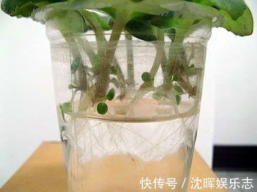 非洲堇|这花送人，只用送一片叶子，插土就活不心疼！