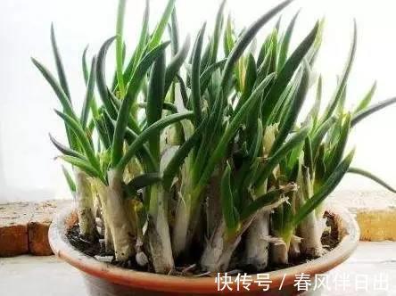 红薯叶|在阳台种上6种蔬菜,一年能省几百块菜钱,你了解嘛