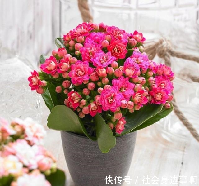 长寿花扦插有技巧，不生根是因为这一点你做错了！