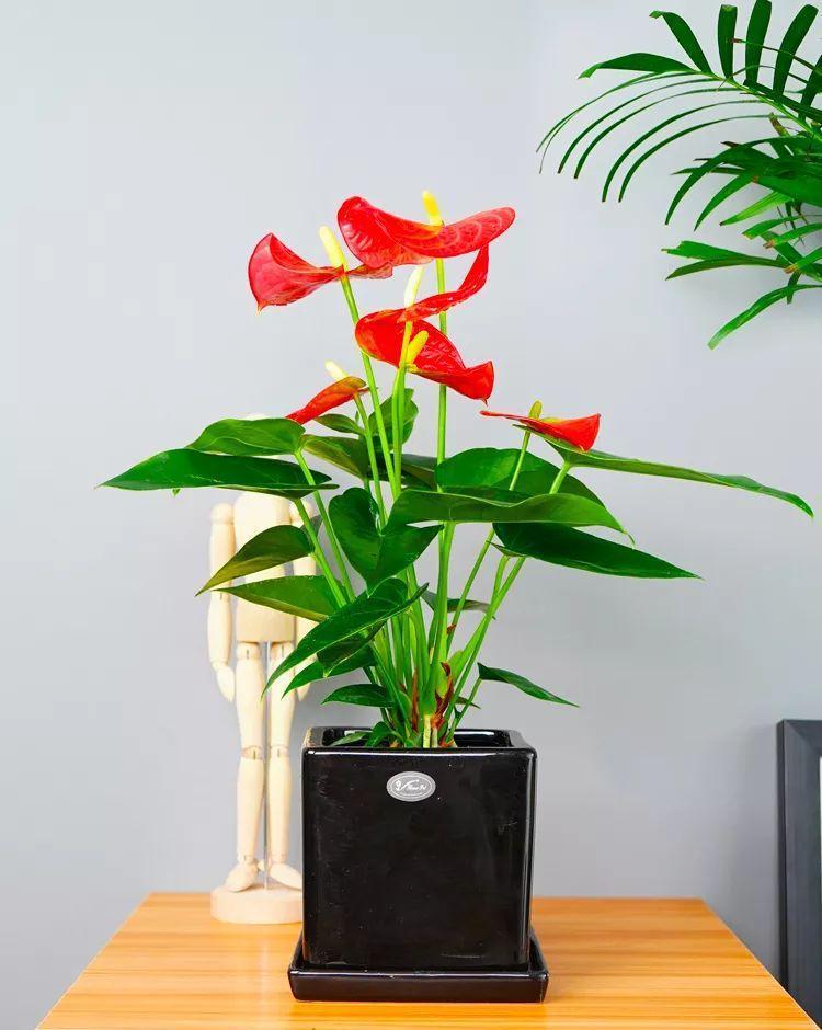 五种“旺宅花”,适合养客厅,一种比一种好养,一个比一个好看