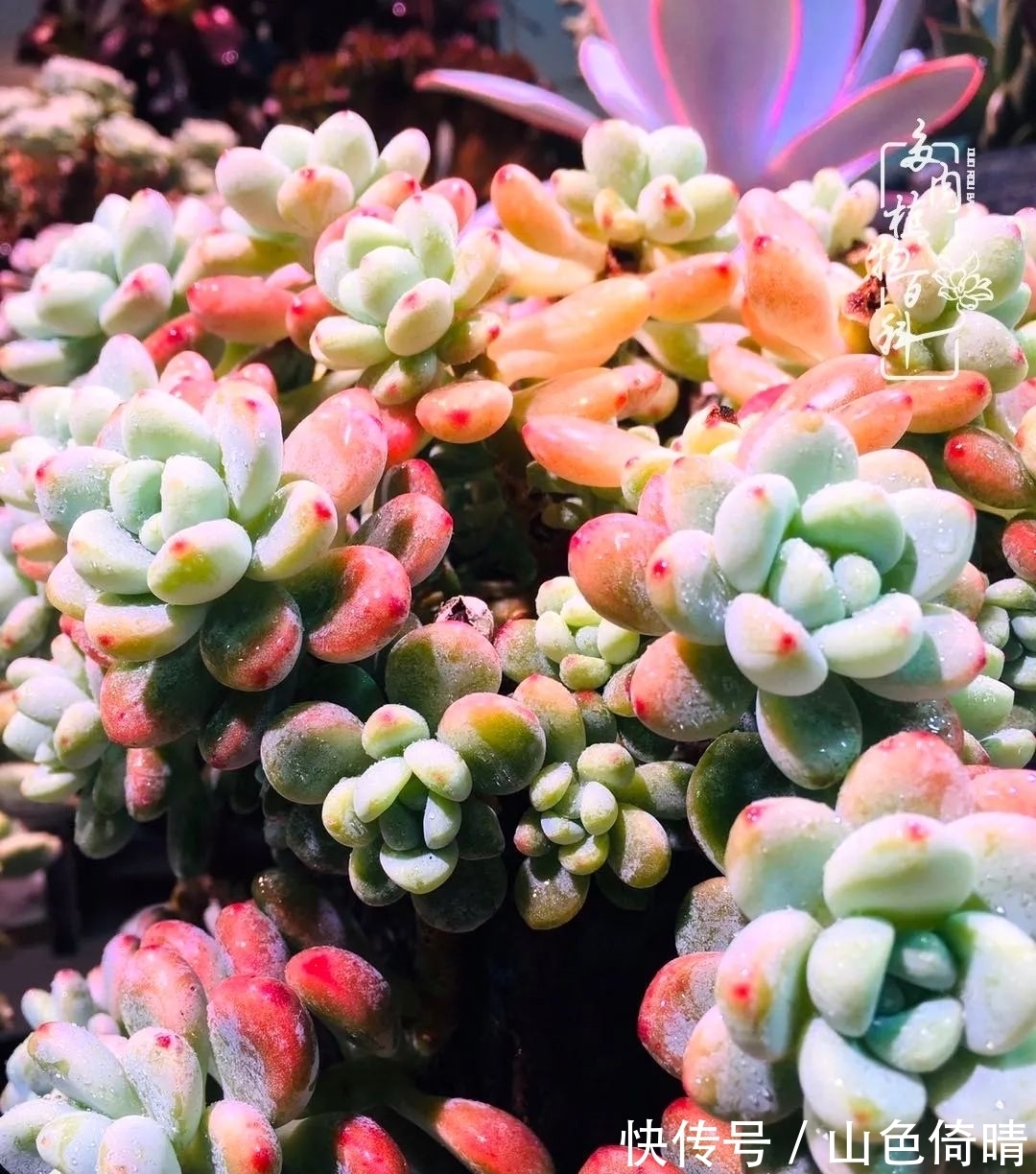 我与多肉植物百科的398天离别又重逢!