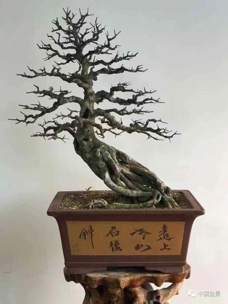 赏玩盆景，一定要是有德之人