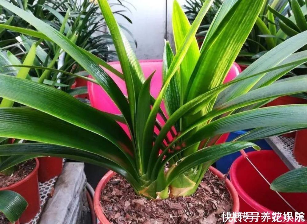 叶子|养君子兰，用3种“花土”，植株长得旺，叶子宽厚