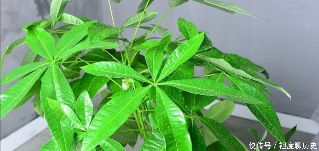 养发财树,别给它浇3种水,否则容易出现烂根、黄叶