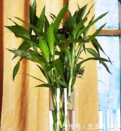 家里养上4种花,空气清新,招财又旺家,越养越富贵!