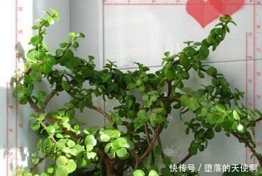 养花|5年前养了一盆“野草”,邻居们很羡慕,说是“金枝玉叶”!