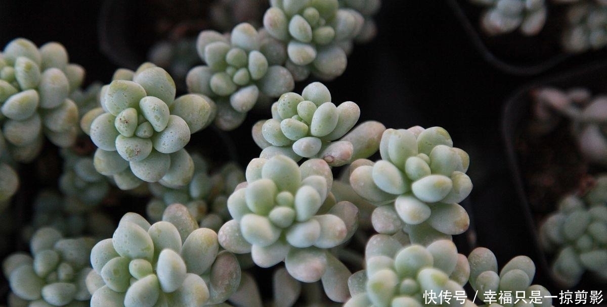 胖子|多肉植物施肥,把握好时机,多肉长成大胖子