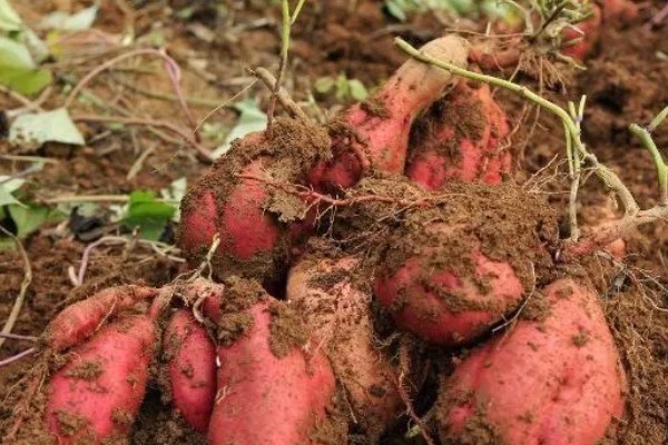 食物|煮粥时,不要加以下4种食物,医生不仅没营养,还危害健康