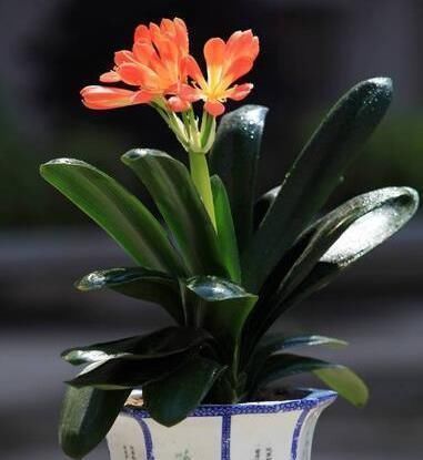 柚子皮|养花就用一种果皮,直接扔盆里,新芽蹭蹭冒,你知道是什么果皮吗