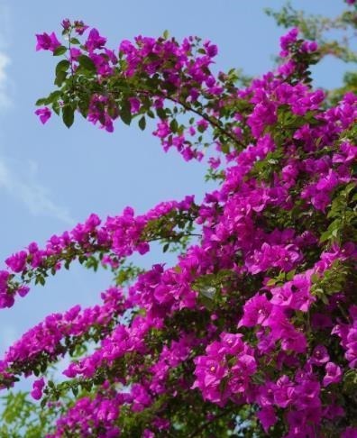 长势|新手养三角梅,做好2个“舍得”,天天长花苞,花多不见叶