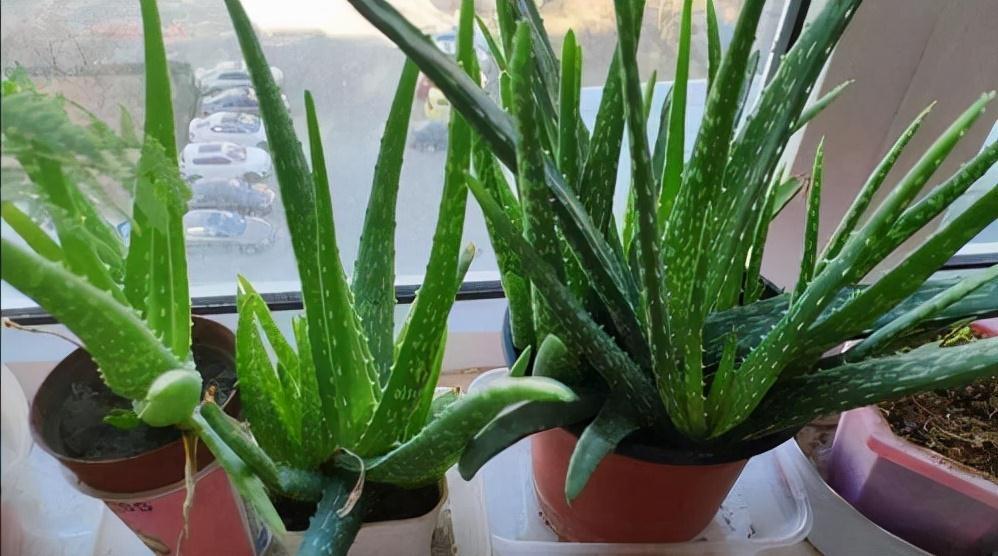 6种花“很吉祥”,建议养在卧室客厅,好看好养,还可当年宵花