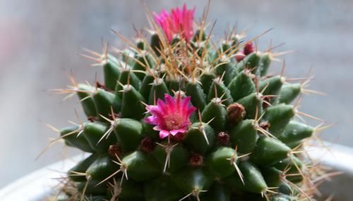  养花|用仙人球以花养花，以后再也不用花钱了