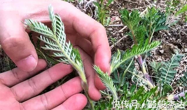 白草|根似“人参”味道甘甜，乡下小孩挖它当零食，如今30元有人收！