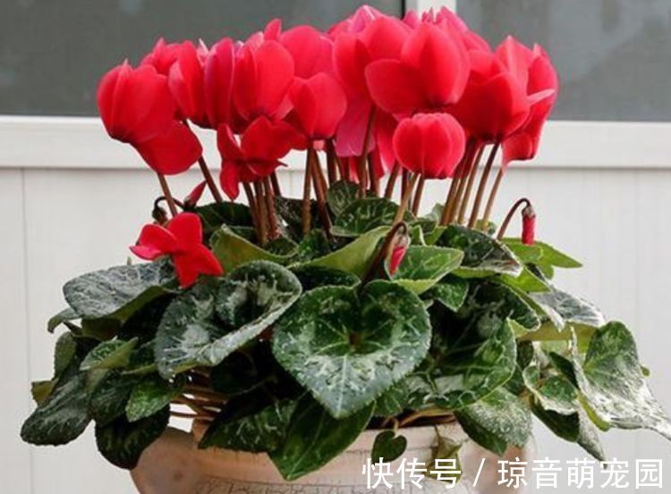 聪明人都养4种花,花大服盆快,沾点水就疯长,开花勤还爱爆盆