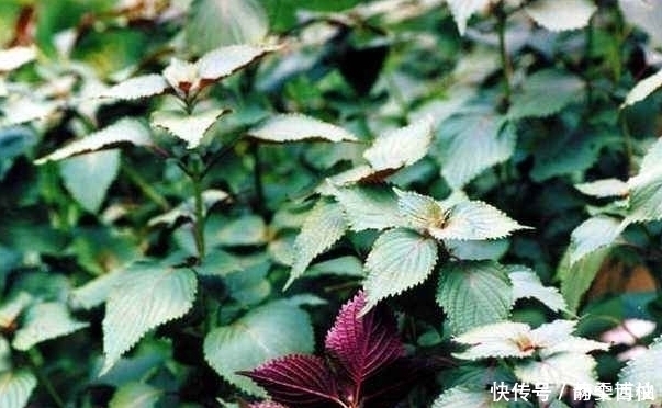 清热解毒|路边不起眼的野菜，不可错过，每天食一点，清热解毒，还治咳嗽