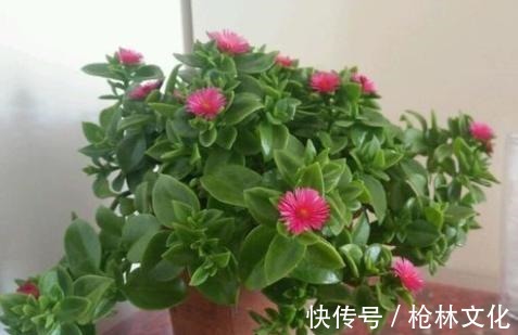 牡丹吊兰|此吊兰不一般，能赏花，能当菜，一根枝插土里，轻松爆盆吃不完