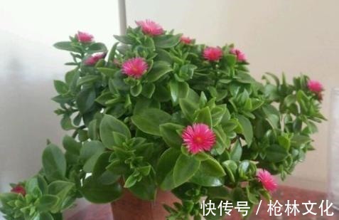 此吊兰不一般,能赏花,能当菜,一根枝插土里,轻松爆盆吃不完