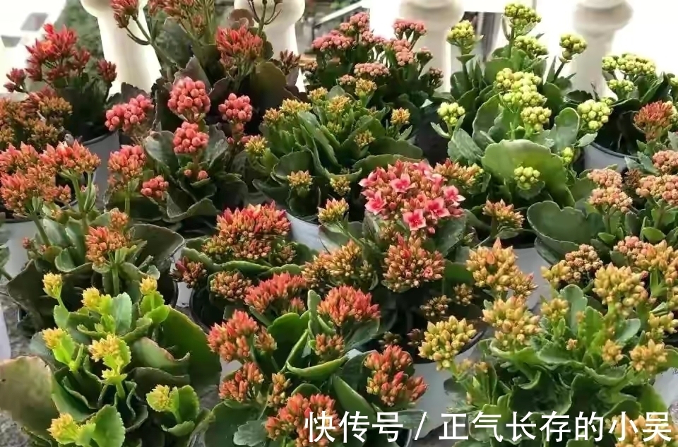 长寿花有“4喜”和“3怕”,冬天养护尤其要注意