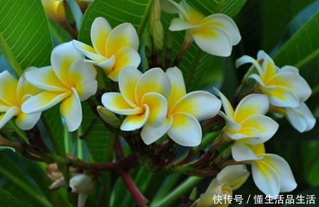 世界上最美的十种盆栽花卉,每种都精美无比,总有一盆适合你!