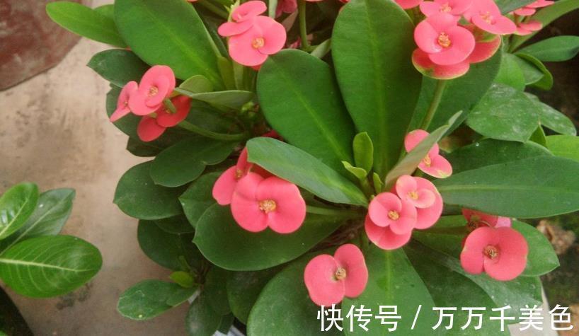 枝叶|这4方面养护到位，虎刺梅才不出问题，枝叶茂盛，到了花期就开花
