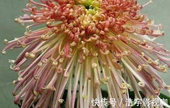 喜欢养菊就选“盘龙景色”,花姿卓越,光彩照人,观赏性价值极高