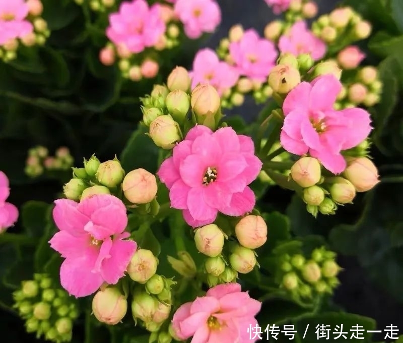 45种长寿花,个个都美爆了,你家养了多少种?