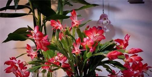 蟹爪兰养起来不费力，来点大补肥，花色艳丽叶片油绿