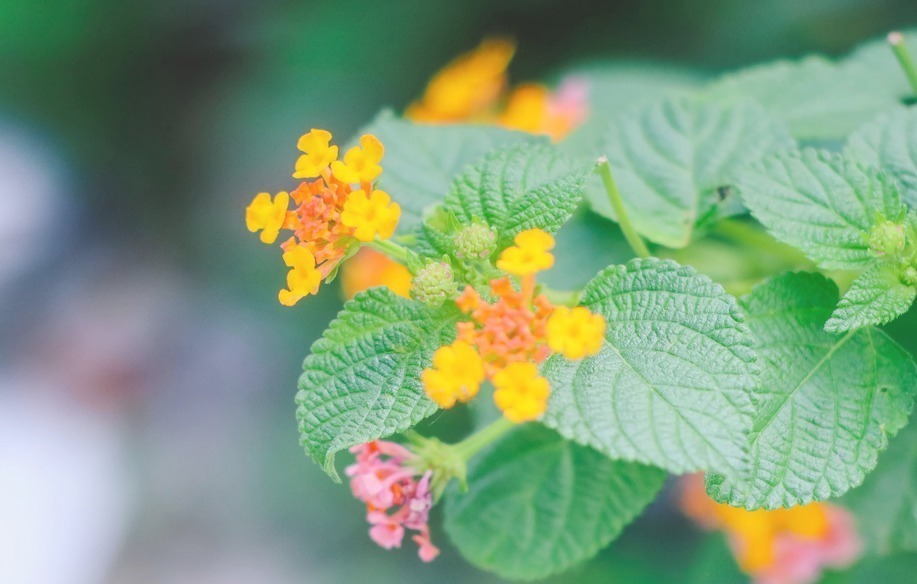 猴女|这生肖女,旺夫命十足,孩子懂事听话,夫妻感情和睦,连旺三代