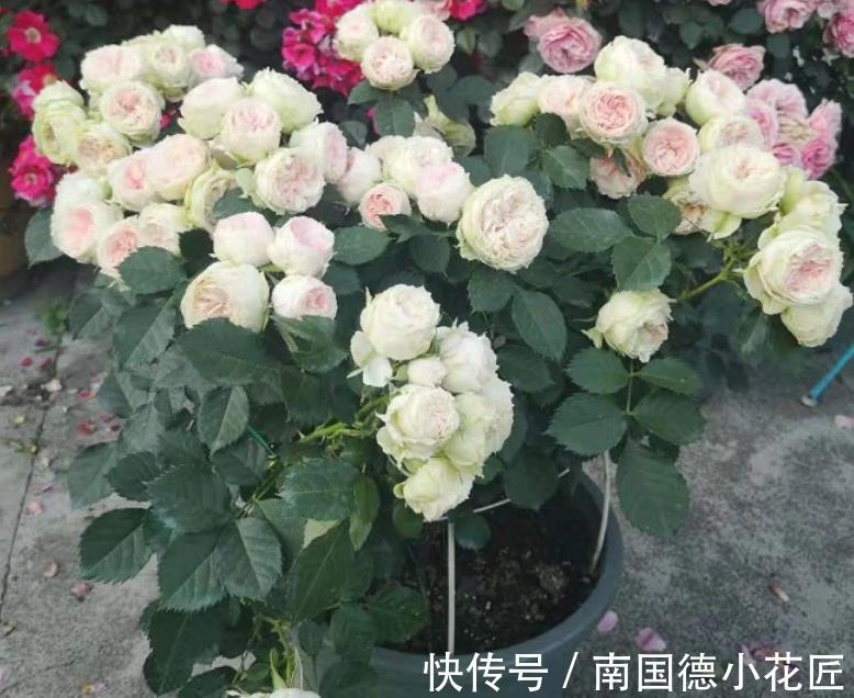 水溶性肥料|该怎么给月季施肥,需注意哪些地方?落实这4点事半功倍