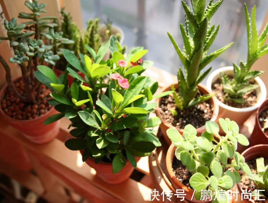 淘米水|这种自制高氮肥,用好了,比淘米水、啤酒水效果好得多