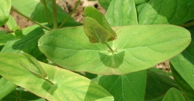 家乡人|告诉家乡人,此为“红元宝”,目前26元一斤,别当杂草,珍贵不凡