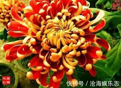 万山红遍|喜欢养菊，不如养盆“优良名菊”万山红遍，似金缕玉衣，典雅高贵