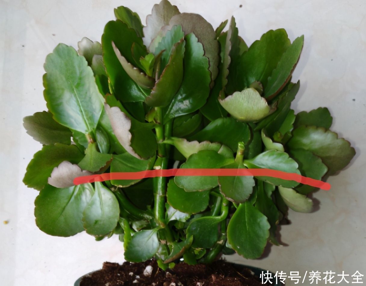 7种“落地生根”花，春天多插几棵，成活率特别高