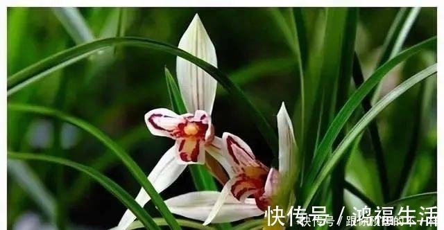 兰花有“三喜三怕”,顺着它养护,顺利春化,独苗绽放层叠群兰